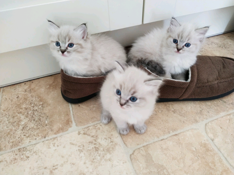 gumtree ragdoll